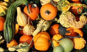 pumpkins-457715_640